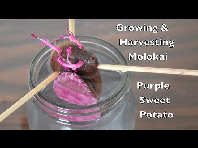 Growing & Harvesting Molokai Purple Sweet Potato.