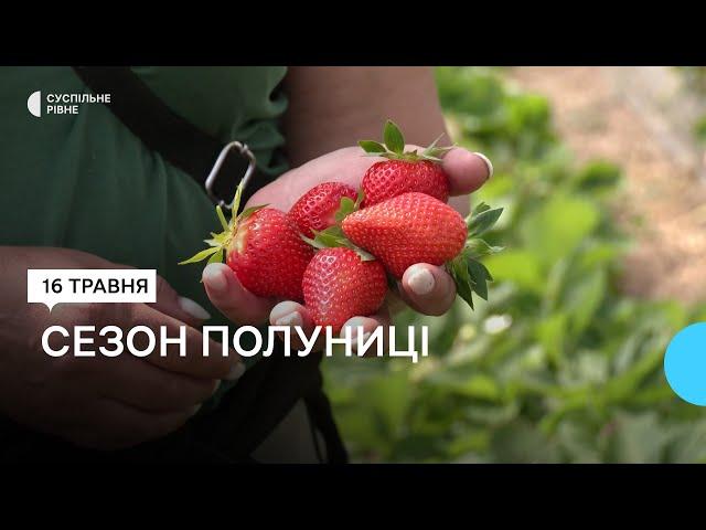 Сезон полуниці на Рівненщині: історія Тетяни Мельник, яка понад десять років вирощує ягоди