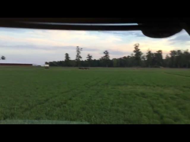 Mowing Alfalfa Hay with Massey WR9870