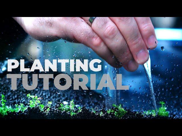 How To PLANT Your Aquarium Properly?