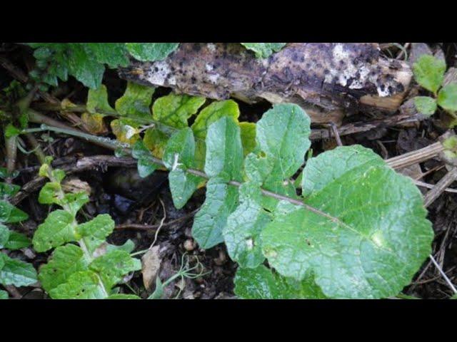 RAMOLACCIO ( Raphanus raphanistrum famiglia Brassicaceae ) nel mese di MARZO - ASS. CAPRA E CAVOLI