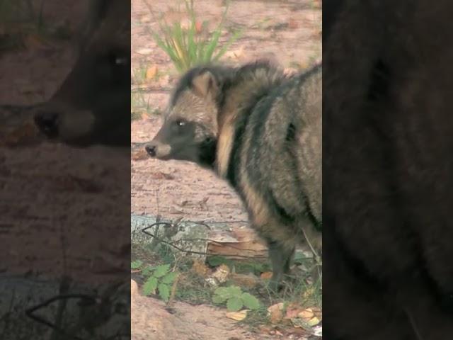 chinese raccoon dog #shorts