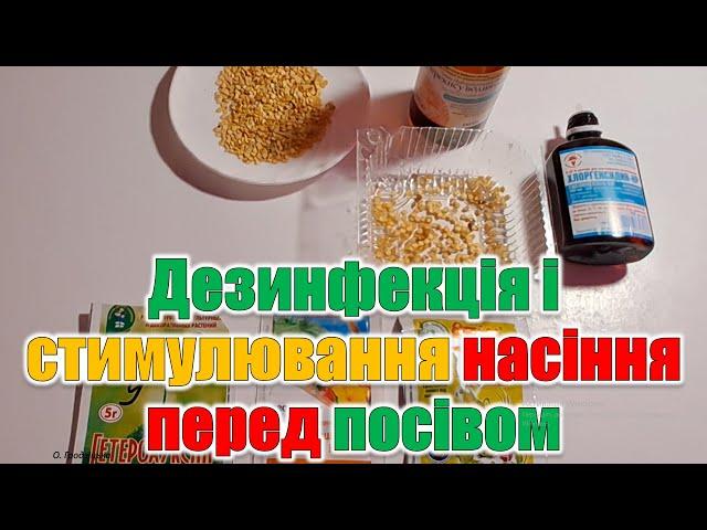 Дезинфекція і стимулювання насіння перед посівом. Прості і надійні способи