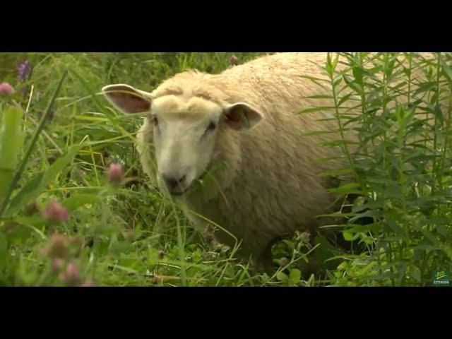 09/24/20 Rotational Grazing on 'Across The Fence'