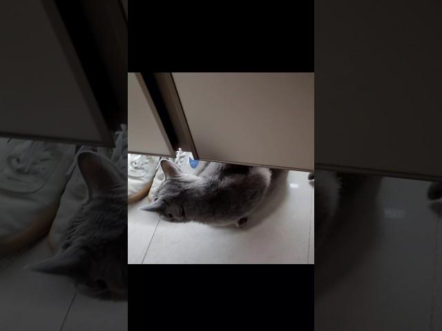 집사의 외출이 시른 냥이 [a cat that doesn't like the butler's outgoing]#cat #고양이 #마중냥