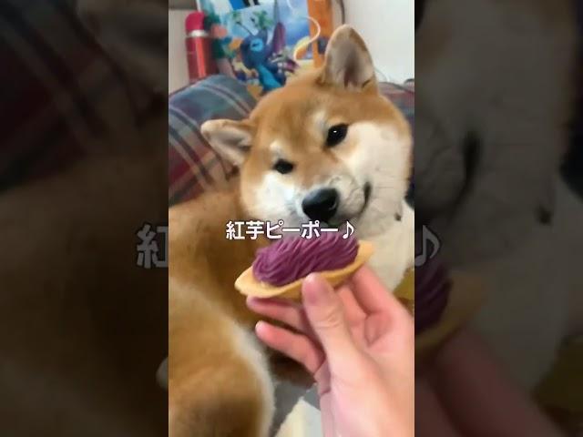 犬ガチャ成功した飼い主#short