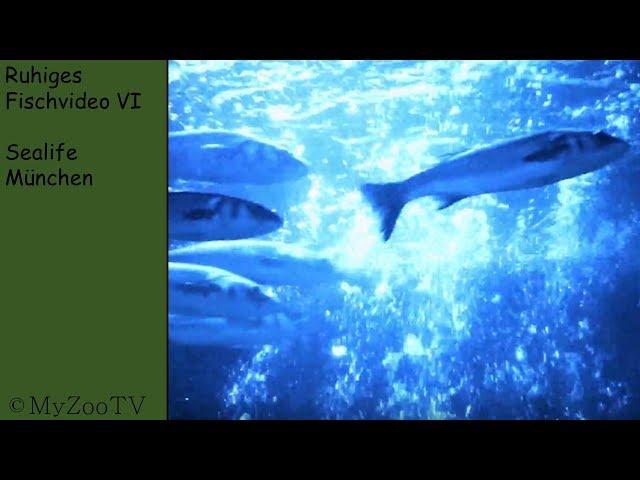 calm fishvideo VI - Sealife Munich [CALM FISHVIDEO #6]