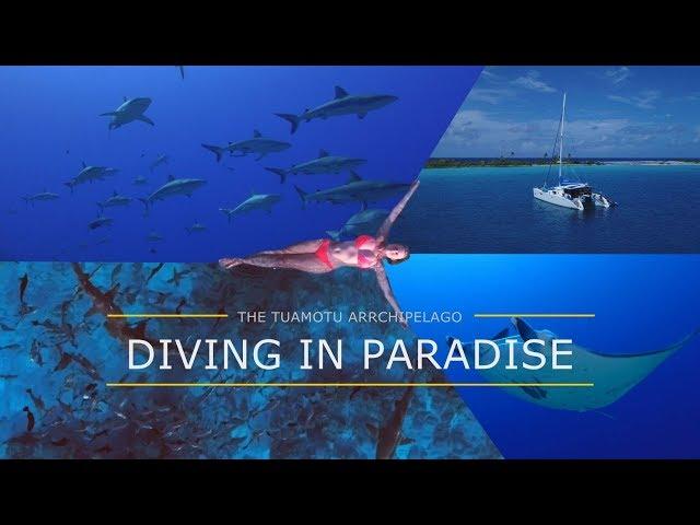 Dive the Tuamotu Archipelago – diving in French Polynesia | wall of sharks! Tauchen in Polynesien 4K