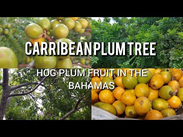 CARRIBEAN PLUM TREE:HOG PLUM FRUIT IN THE BAHAMAS #hogplum #nassaubahamas