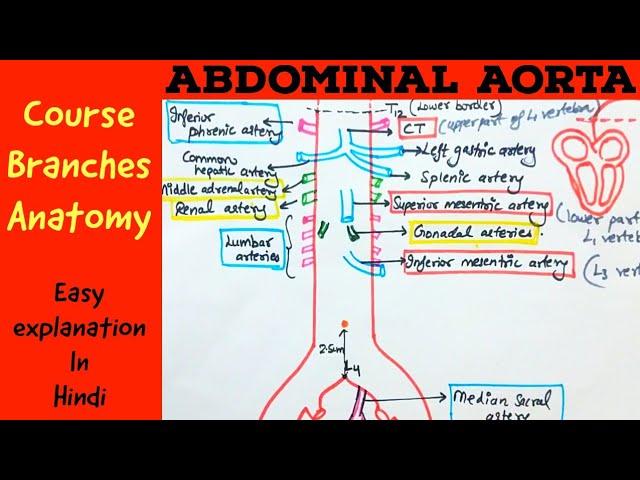 ABDOMINAL AORTA - Gross anatomy- Branches- Course - Hindi