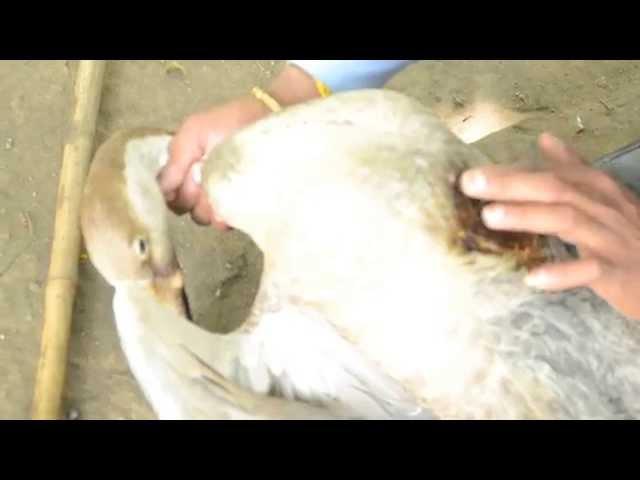 Man curing wounded duck: Great human compassion