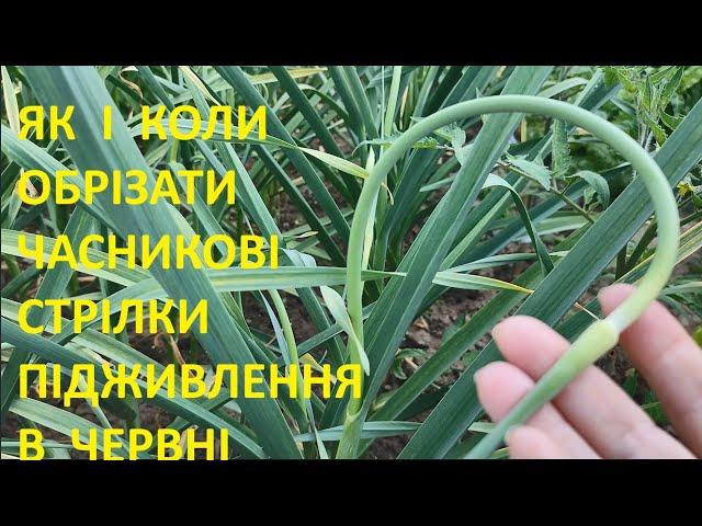 Обрізаємо стрілки та підживлюєм часник і цибулю за для урожаю