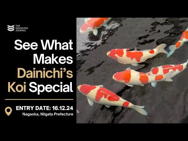 Exploring the Masterpieces of Dainichi Koi Farm! | The Nishikigoi Journal | EP #071