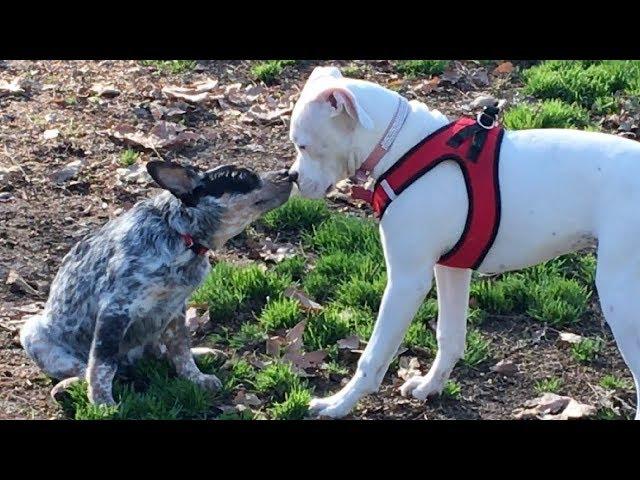 Husky & Border Collie Protect Queensland Heeler Puppy from Aggressive Dog