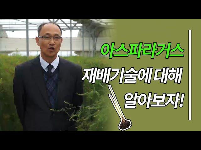 아스파라거스 재배기술