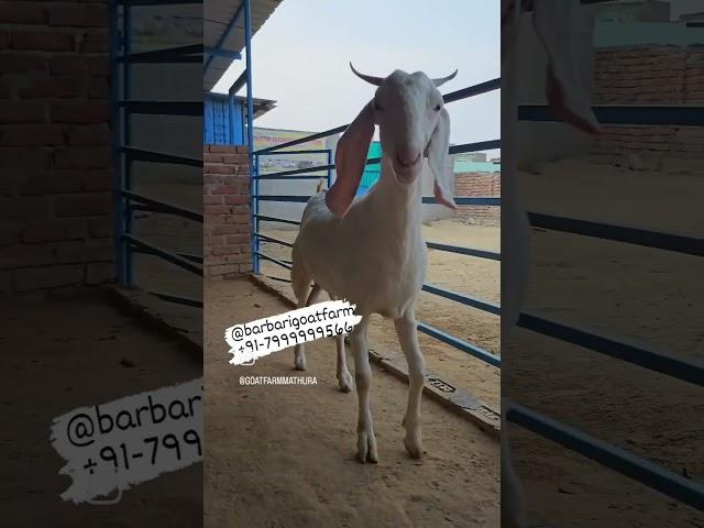 Gulabi Goats Lovers Top Quality -#goatfarming #bakripalan #barbarigoatfarm #goatfarminginindia