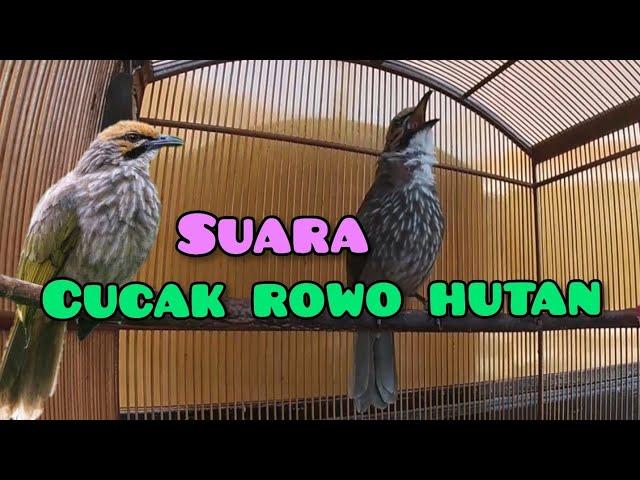 Suara Burung Cucak Rowo Hutan - Gacor #kicaumania #kicaumaniaindonesia