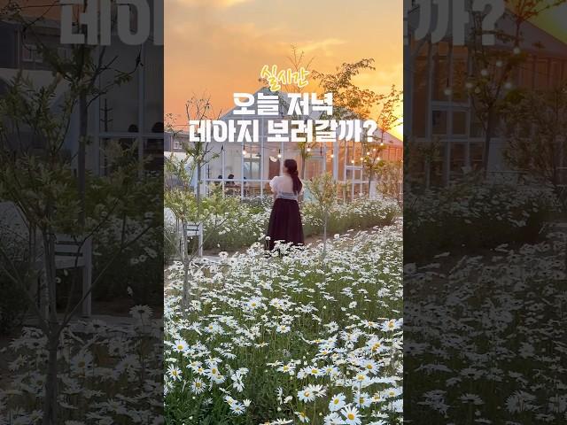 퇴근후 꽃보러 갈까?? 일몰시간 샤스타데이지가 더 예쁜 카페 #청주카페 #청주여행 #청주가볼만한곳 #토성마을 #샤스타데이지