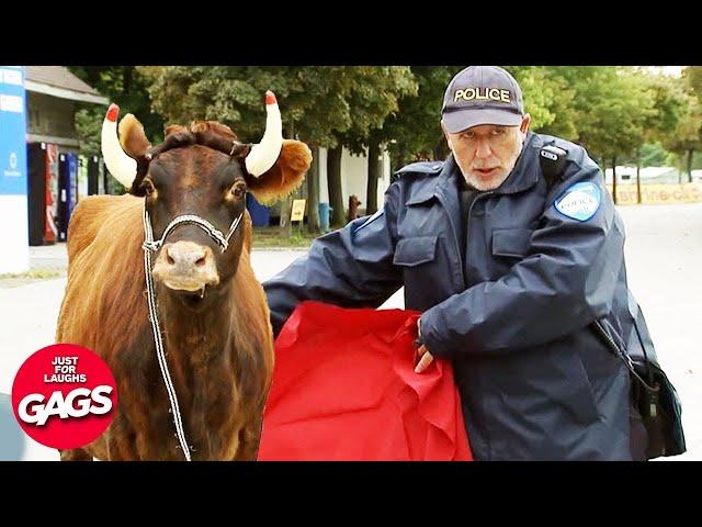 He Have No Fear | Just For Laughs Gags