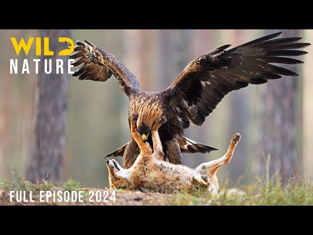 WILD YOSEMITE | The Battle for Survival Amidst Majestic Nature | Animal documentary