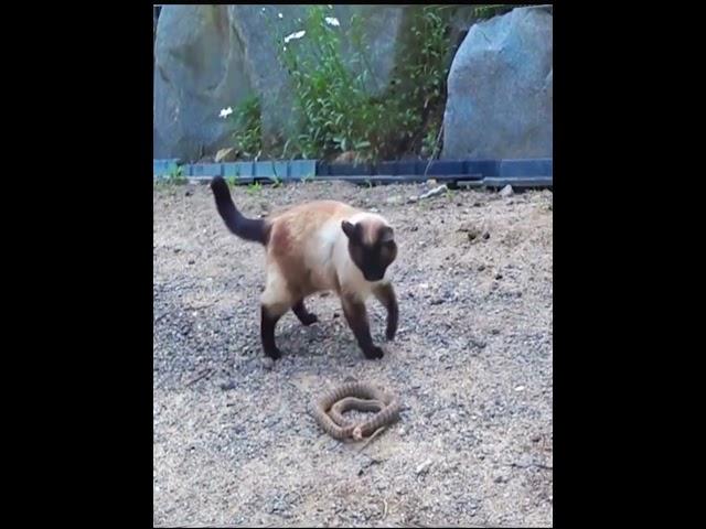 #Cat is attacking to snake 