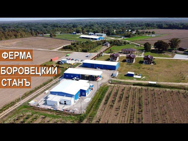 Разведение КРС. Производство молочной продукции. Ферма Боровецкий станъ. ТМ Ключевское