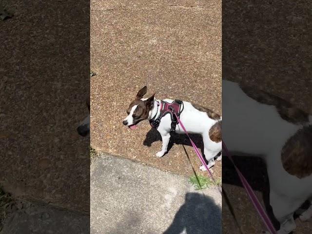 Happy Princess on a walk #nature