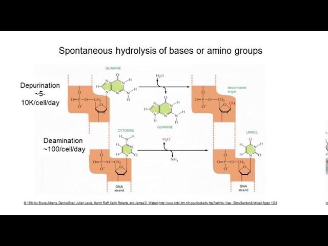 BIO204 DNA Mutation and Repair