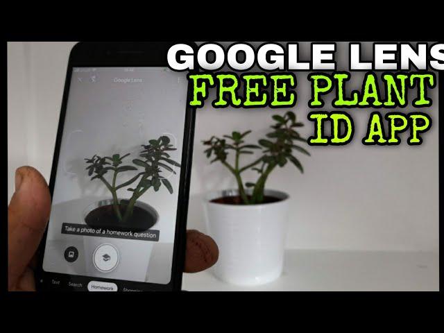 GOOGLE LENS - A FREE PLANT Identify App that Most Mobile Phones will already have. 