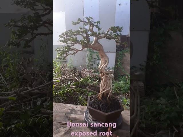 perjalanan panjang #bonsaisancang #premnamicrophylla #tegal #galeribonsaipantura