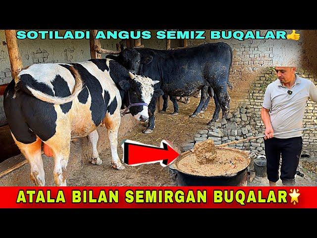 BUQA BOQISH SIRLARI ️91-499-96-99 SOTILADI BUQALAR DEXQON AKADAN