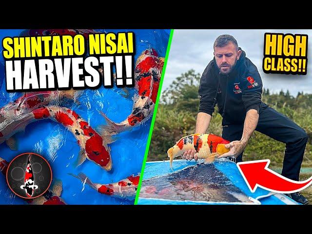 SHINTARO NISAI HARVEST!! SPECIAL KOI!!