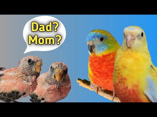 Turquoisine Parakeets Raise Baby Bourke Parakeets | Incredible!