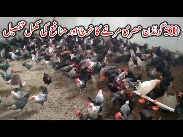 Poultry farm business plan | 500 Golden misri profit | golden misri farming in Pakistan