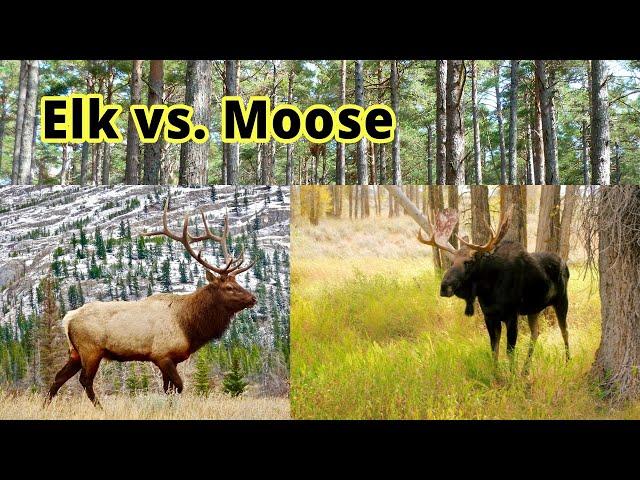 Elk vs. Moose: How to Distinguish Them???