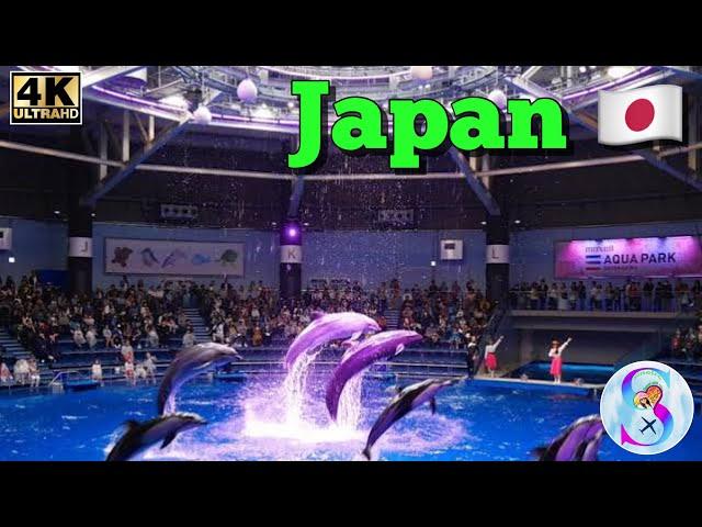 Japan  Shinagawa Aquarium in Tokyo Enjoy Dolphin  show visit 2024