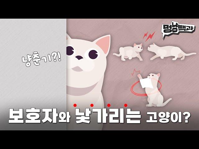 금쪽같은 고양이 사회화 교육시키는 5가지 방법  | 멍냥백과 EP.15