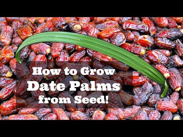 How to Grow Dates from Seed!