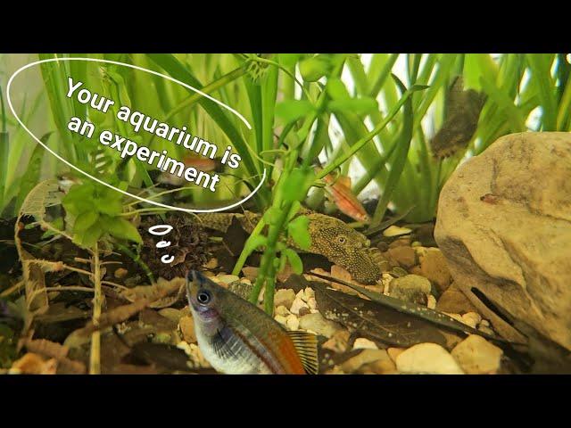 Your aquarium is an experiment - fish of the new 75 natural aquarium