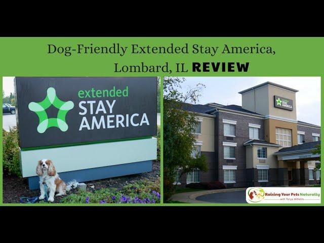 Pet-Friendly Hotels in Chicago Metro | Dog-Friendly Lombard Hotel Extended Stay Review