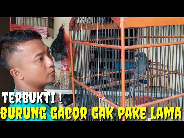 SOAL GACOR NO DEBAT ! TERBUKTI..BURUNG GACOR GAK PAKE LAMA DAN BIKIN NAGIH