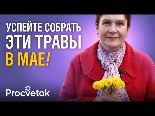 СОБЕРИТЕ ЭТИ ДРАГОЦЕННЫЕ ТРАВЫ В МАЕ - они заменят вам целую аптеку!