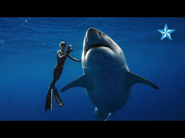 Giant great white shark thrills divers off Oahu