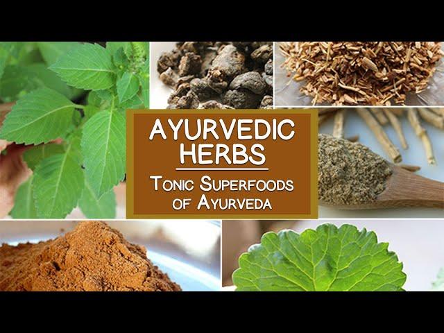 Ayurvedic Herbs, The Tonic Superfoods of Ayurveda