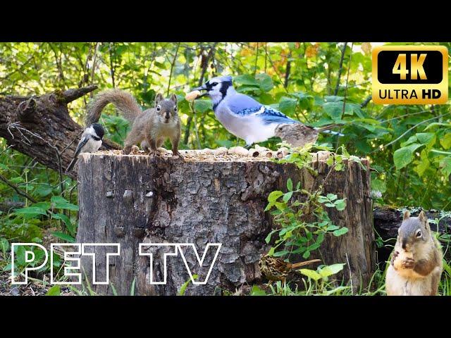 Entertain Your Cat or Dog with Pet TV | Blue Jays, Chickadees, and Squirrels Stocking up for Winter