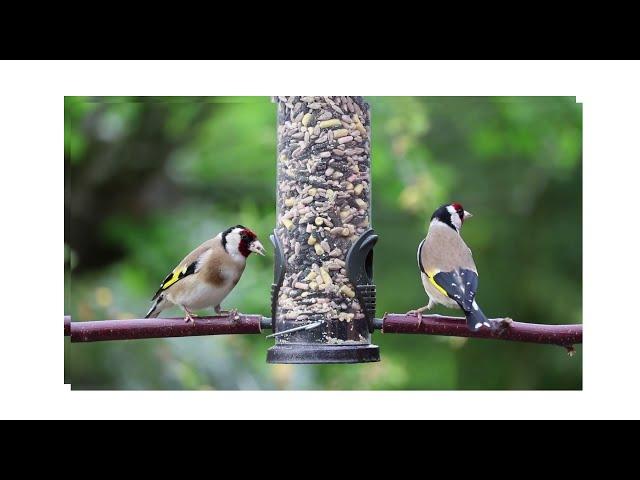 Birds Eating - Parrot Talking - Smart And Funny Parrots Video | Pets Town #shorts