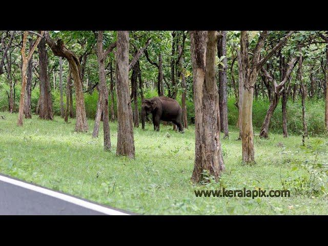Karnataka Tourism - Elephant on Mudumalai Bandipur Forest Road www.keralapix.com
