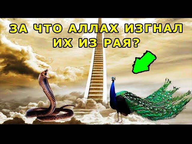 ПОЧЕМУ АЛЛАХ ИЗГНАЛ ИЗ РАЯ ЗМЕЮ И ПАВЛИНА?