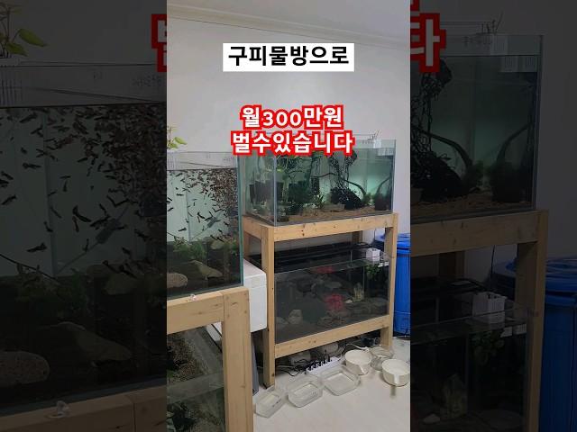 구피분양만으로 월300만원 가능하다봅니다