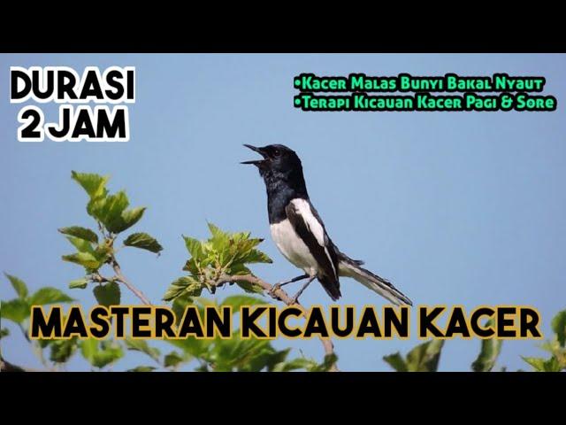 Suara Masteran Burung Kacer Fighter, Pancingan Kacer Bahan (tanpa iklan)